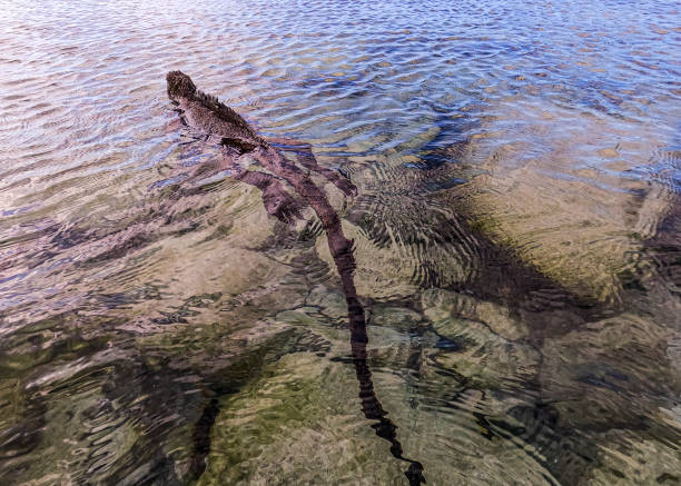 郭晶晶真实身高揭秘:官方数据与实际测量对比