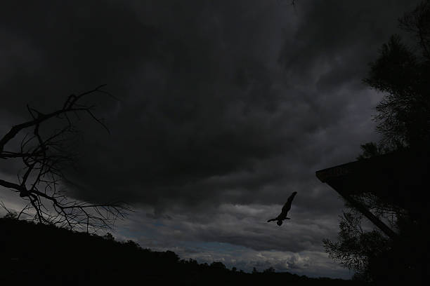 跳水运动员的退役年龄:伤病与年龄的关系